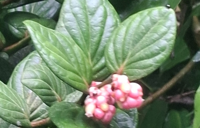  Flores de <i>Cavendishia axillaris</i> (Ericaceae). Sector San Cristóbal, Sendero Corredor. Voucher 20260627_111825.jpg.
