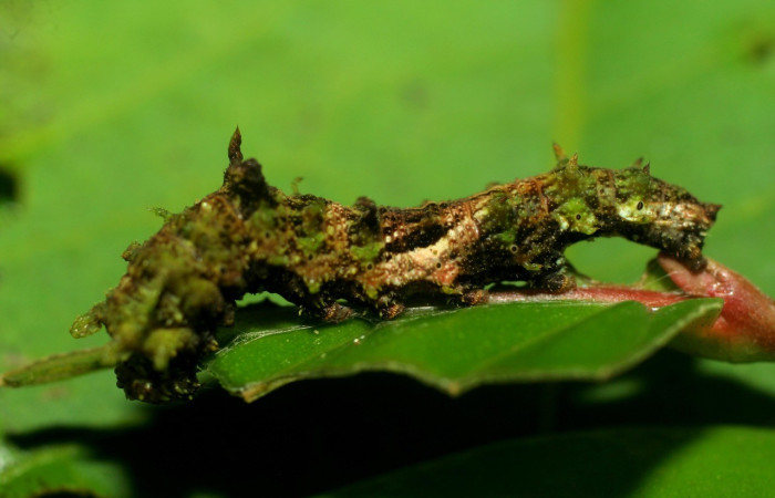  Larva en posición lateral de <i>Adelpha erymanthis</i> (Nymphalidae), U estadio. Sector Pitilla, Sendero Nacho Voucher 07-SRNP-32624-DHJ433566.jpg.