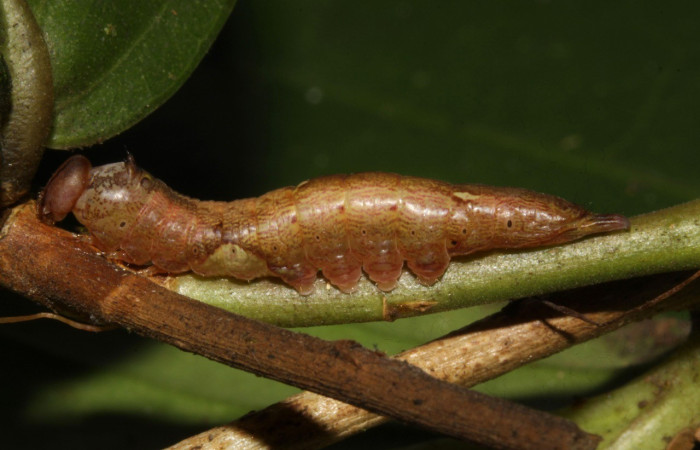  Larva en posición lateral de <i>Cecrita</i> peraltaDHJ01 (Notodontidae), PU estadio. Sector Pitilla, Sendero Nacho Voucher 16-SRNP-30051-DHJ729177.jpg.