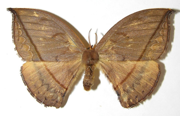  Adulto en posición dorsal de <i>Oxytenis albilunulata</i> (Saturniidae). Voucher 07-SRNP-32652-DHJ380080.