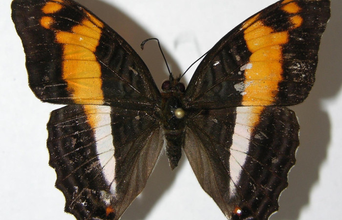  Adulto en posición dorsal de <i>Adelpha erymanthis</i> (Nymphalidae). Voucher 07-SRNP-32624-DHJ373780.