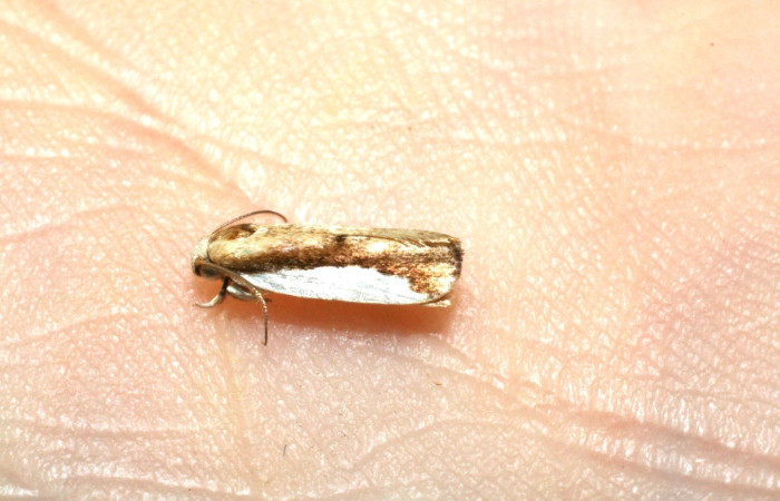  Adulto en posición dorsal de <i>Antaeotricha</i> caprimulgaEPR02 (Depressariidae). Voucher 10-SRNP-31006-DHJ532663.