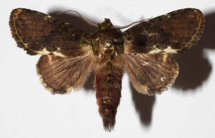  Adulto en posición dorsal de <i>Cecrita</i> peraltaDHJ01 (Notodontidae). Voucher 10-SRNP-31006-DHJ532663.