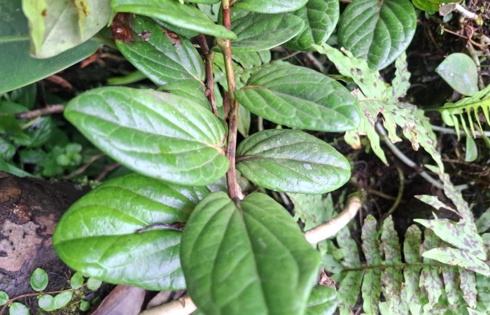  Haz de hojas de <i>Cavendishia  axillaris</i> (Ericaceae). Sector San Cristóbal, Sendero Corredor. Voucher 9cff90aa-b6c3-4fab-a0b0-3aba83f8a22f.JPG.
