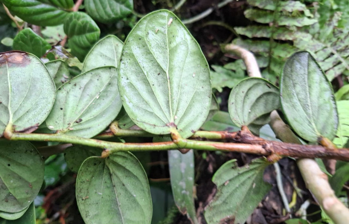  Envés de hojas de <i>Cavendishia axillaris</i> (Ericaceae). Sector San Cristóbal, Sendero Corredor. Voucher df3f1abc-5503-43ed-9a76-9fc017b66bef.JPG.
