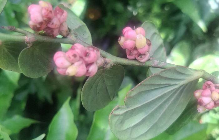  Flores de <i>Cavendishia axillaris</i> (Ericaceae). Sector San Cristóbal, Sendero Corredor. Voucher 20260701_104149.jpg.
