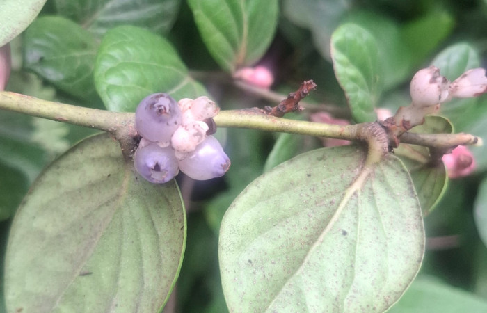  Frutos de <i>Cavendishia axillaris</i> (Ericaceae). Sector San Cristóbal, Sendero Corredor. Voucher 20260701_103824.jpg.
