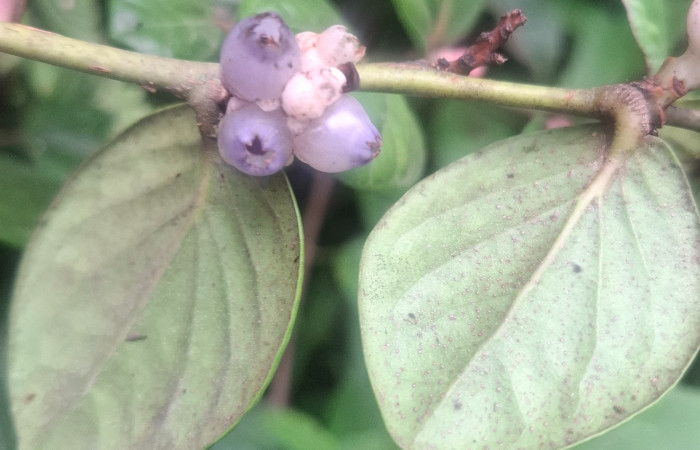 Frutos de <i>Cavendishia axillaris</i> (Ericaceae). Sector San Cristóbal, Sendero Corredor. Voucher 20260701_103828.jpg.
