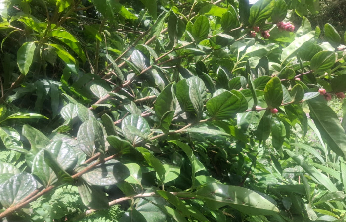 . Planta de <i>Cavendishia axillaris</i> (Ericaceae). Sector San Cristóbal, Sendero Corredor. Voucher 20260701_104203.jpg.
