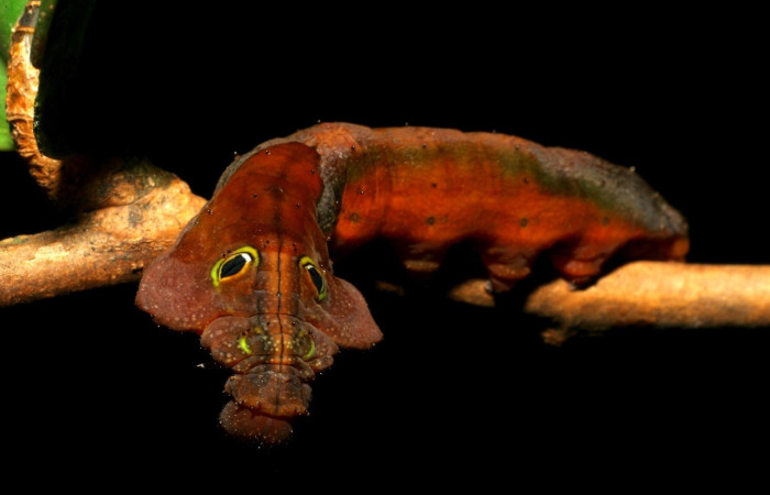  Larva en posición frontal de <i>Oxytenis  albilunulata</i> (Sautrniidae), U estadio. Sector Pitilla, Sendero Nacho Voucher 07-SRNP-32652-DHJ426885.jpg.