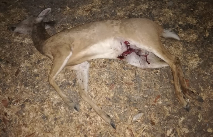 10 de abril 2019  Foto: Brigada de Control y seguimiento Aprovechamiento forestal de la Dirección de Recursos Forestales y Vida Silvestre