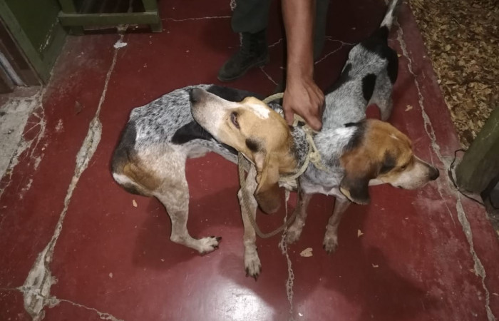 10 de abril 2019  Foto: Brigada de Control y seguimiento Aprovechamiento forestal de la Dirección de Recursos Forestales y Vida Silvestre