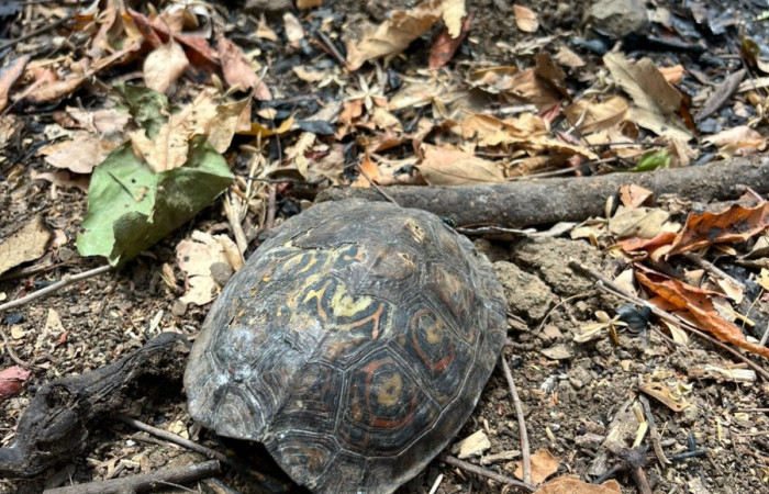 Sector Murciélago Parque Nacional Santa Rosa Abril 2026 Foto: Cristian Zuñiga