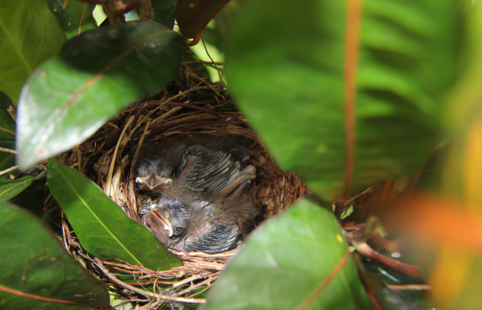 Figura 10.polluelos de <i>Ramphocelos passerinii</i>. Familia Thraupidae. Foto tomada por Pablo Umaña, 24 de jun 2020, En Estación Biológica Caribe.