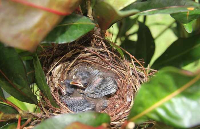 Figura 9.polluelos de <i>Ramphocelos passerinii</i>. Familia Thraupidae. Foto tomada por Pablo Umaña, 24 de jun 2020, En Estación Biológica Caribe.