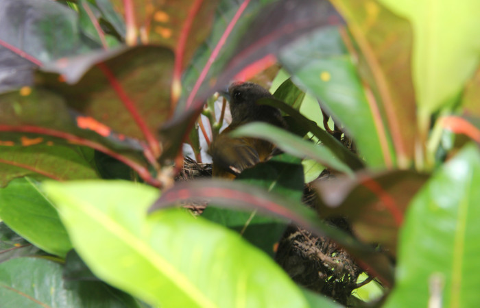 Figura 5.<i>Ramphocelos passerinii</i>. Familia Thraupidae. Foto tomada por Pablo Umaña, 8 de junio de 2020, En Estación Biológica Caribe.