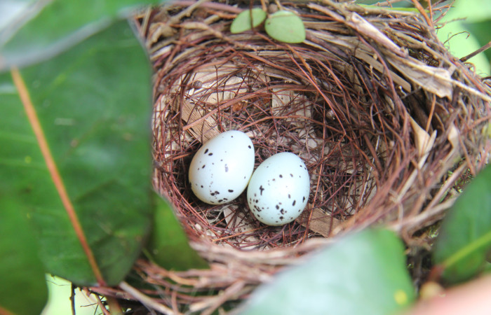 Figura 8.huevos de <i>Ramphocelos passerinii</i>. Familia Thraupidae. Foto tomada por Pablo Umaña, 6 de junio de 2020, En Estación Biológica Caribe.