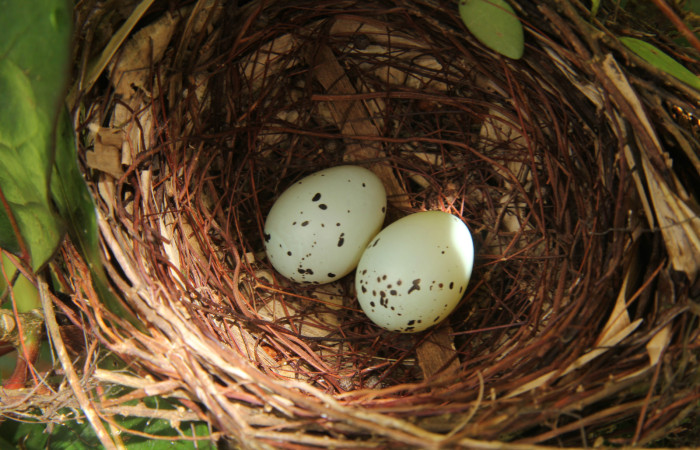 Figura 7.huevos de <i>Ramphocelos passerinii</i>. Familia Thraupidae. Foto tomada por Pablo Umaña, 6 de junio de 2020, En Estación Biológica Caribe.