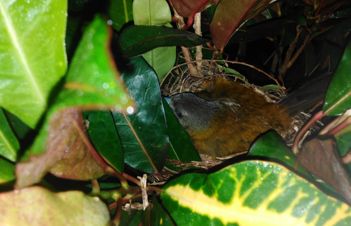 Figura 6.<i>Ramphocelos passerinii</i>. Familia Thraupidae. Foto tomada por Pablo Umaña, 8 de junio de 2020, En Estación Biológica Caribe.