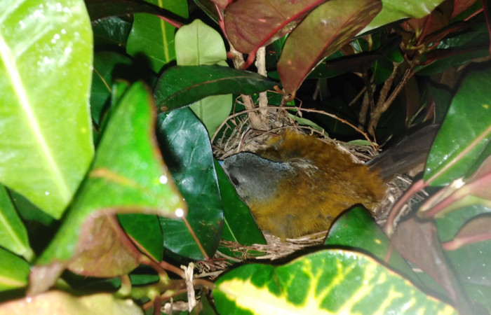 Figura 4.<i>Ramphocelos passerinii</i>. Familia Thraupidae. Foto tomada por Pablo Umaña, 8 de junio de 2020, En Estación Biológica Caribe.