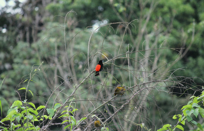 Figura 2.<i>Ramphocelos passerinii</i>. Familia Thraupidae. Foto tomada por Roster Moraga 03 Diciembre 2020. En Sector Del Or