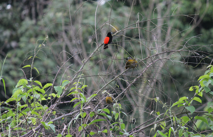 Figura 3.Ramphocelos passerinii. Familia Thraupidae. Foto tomada por Roster Moraga 03 Diciembre 2020. En Sector Del Oro.