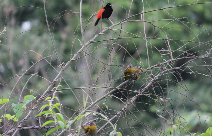 Figura 1.<i>Ramphocelos passerinii</i>. Familia Thraupidae. Foto tomada por Roster Moraga 03 Diciembre 2020. En Sector Del Oro.
