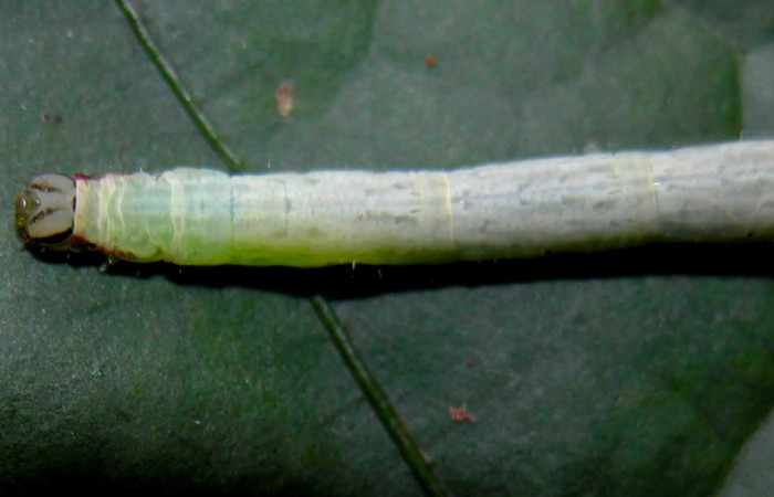 Fig .3  Larva <i>Antiblemma</i> Janzen98 en último estadio mostrando carácter importante de la especie. Voucher: 04-SRNP-55255-DHJ402007.jpg