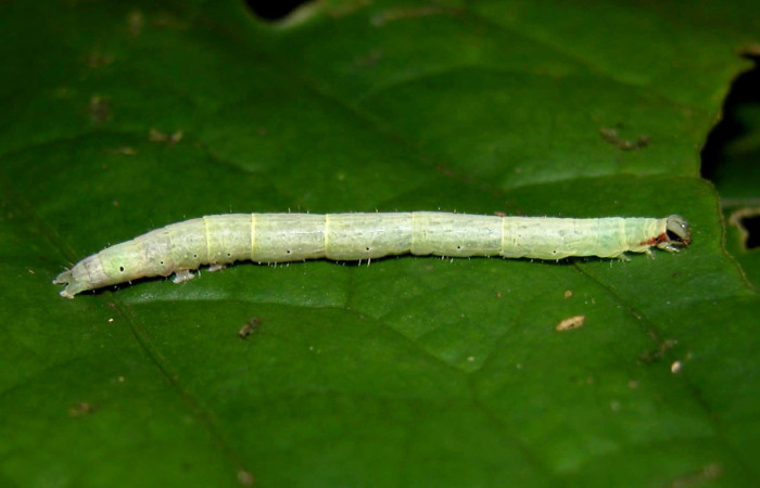 Fig. 4 Larva <i>Antiblemma</i> Janzen98 en último estadio mostrando rayitas de cada segmento.  Voucher:  04-SRNP-55255-DHJ402008.jpg