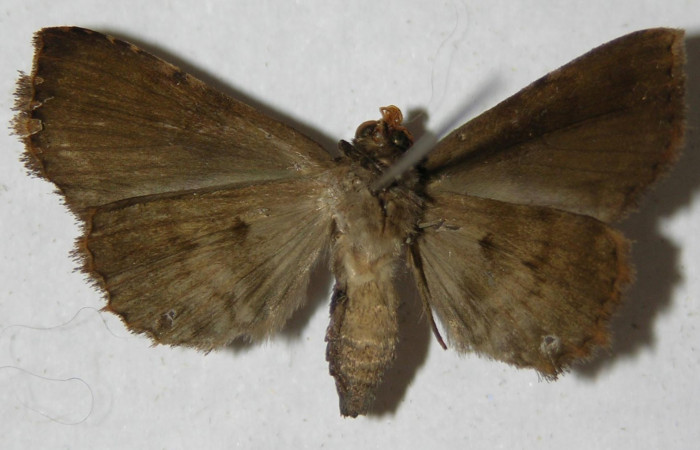 Fig.9 Adulto <i>Antiblemma</i> Janzen98 ventral. macho. Voucher:   13-SRNP-31686-DHJ597579.jpg