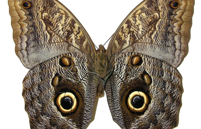 Fig. 10 Adulto <i>Caligo menus</i> (Nymphalidae); mide 111mm . Puente Gongora, Sector Cacao, 540.m 02-SRNP-23605-DHJ308489.