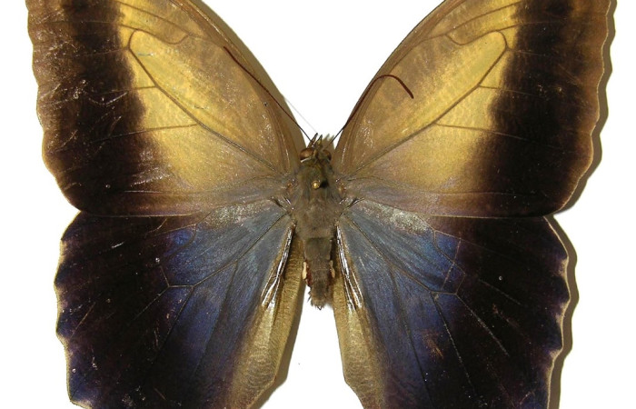 Fig. 11 Adulto <i>Caligo menus</i> (Nymphalidae); mide 111mm . Puente Gongora, Sector Cacao, 540.m 02-SRNP-23605-DHJ308489.