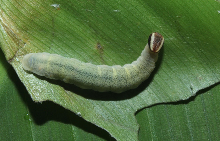 Fig.12 Larva <i>Cynea cannae</i> (Hesperiidae); mide 38mm. Quebrada Suamposa, Sector Del Oro, 290.m 04-SRNP-22278-DHJ99432.jpeg