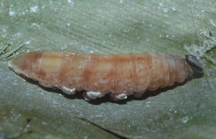 Fig.13 Larva <i>Cynea cannae</i> (Hesperiidae); mide 38mm. Quebrada Suamposa, Sector Del Oro, 290.m 04-SRNP-22278-DHJ99432.jpeg