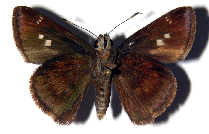 Fig.14 Adulto <i>Cynea cannae</i> (Hesperiidae); mide 38mm. Quebrada Suamposa, Sector Del Oro, 290.m 04-SRNP-22278-DHJ99432.jpeg