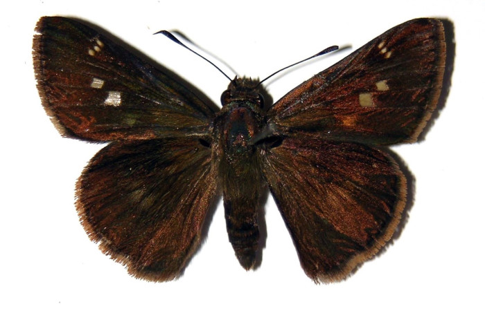 Fig.15 Adulto <i>Cynea cannae</i> (Hesperiidae); mide 38mm. Quebrada Suamposa, Sector Del Oro, 290.m 04-SRNP-22278-DHJ99432.jpeg
