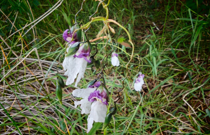 Fig. 2 Planta <i>Thalia geniculata</i> (Marantaceae); mide metro. Laguna Agua Buena, Sector El Hacha, 675.m 