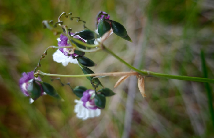 Fig. 6 Planta <i>Thalia geniculata</i> (Marantaceae); mide metro. Laguna Agua Buena, Sector El Hacha, 675.m 