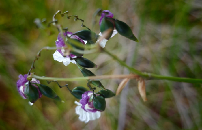 Fig. 7 Planta <i>Thalia geniculata</i> (Marantaceae); mide metro. Laguna Agua Buena, Sector El Hacha, 675.m 