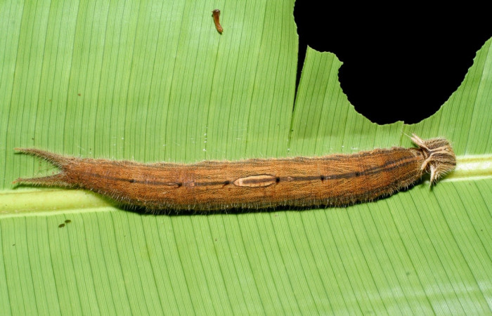 Fig. 9 Larva <i>Caligo menus</i> (Nymphalidae); mide 111mm . Puente Gongora, Sector Cacao, 540.m 02-SRNP-23605-DHJ308489.