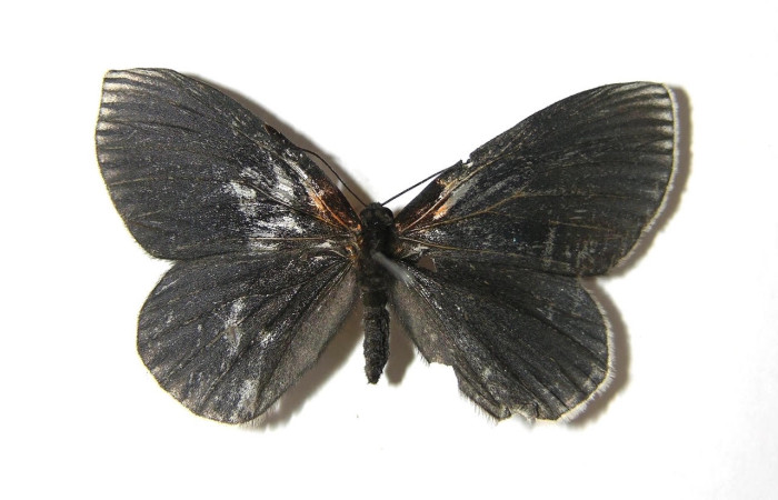Figura 13. Adulto <i>Methone noctula</i> (Riodinidae). posición dorsal. Área de Conservación Guanacaste, Sector Santa Rosa. 08-SRNP-22561-DHJ393238.