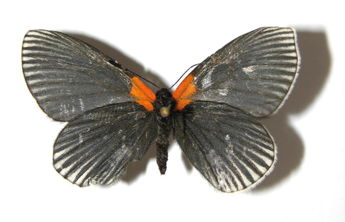 igura 14. Adulto <i>Methone noctula</i> (Riodinidae). posición dorsal. Área de Conservación Guanacaste, Sector Santa Rosa. 08-SRNP-22561-DHJ393239.