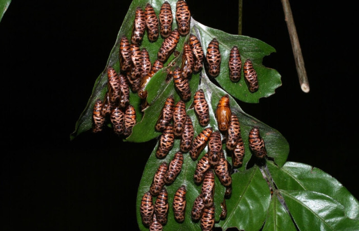 Figura 11. Pupas de <i>Methone noctula</i> (Riodinidae), posición grupal en la hoja de la planta <i>Spondias mombin</i>(Anacardiaceae). 08-SRNP-58329- DHJ449810.jpg.