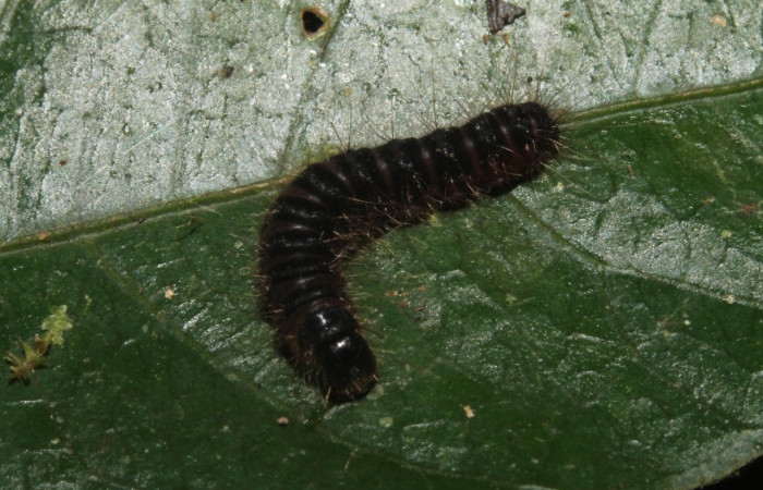 Figura 2. Larva <i>Methone noctula</i> (Riodinidae), posición cabeza en la hoja de la planta <i>Spondias mombin</i> (Anacardiaceae). 13-SRNP-41049- DHJ707655.JPG.