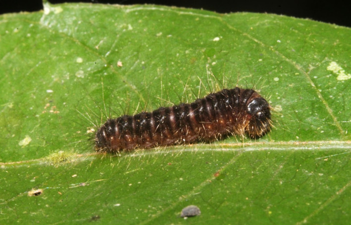 Figura 3. Larva <i>Methone noctula</i> (Riodinidae), posición lateral en la hoja de la planta Spondias mombin (Anacardiaceae). 13-SRNP-41049- DHJ707657.JPG.