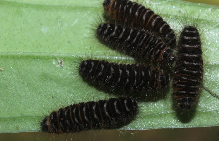 Figura 8. Prepupas de <i>Methone noctula</i> (Riodinidae), posición grupal en la hoja de la planta <i>Spondias mombin</i> (Anacardiaceae). 15-SRNP-70559- DHJ727074.jpg.