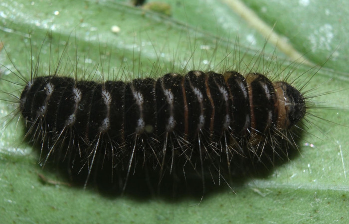 Figura 9. Prepupa de <i>Methone noctula</i> (Riodinidae), posición dorsal en la hoja de la planta <i>Spondias mombin</i> (Anacardiaceae). 15-SRNP-70559- DHJ727078.jpg.