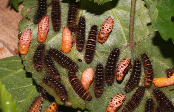 Figura 10. Pupas y prepupas de <i>Methone noctula</i> (Riodinidae), posición grupal en la hoja de la planta Spondias mombin (Anacardiaceae). 20-SRNP- 81161-DHJ755576.jpg.