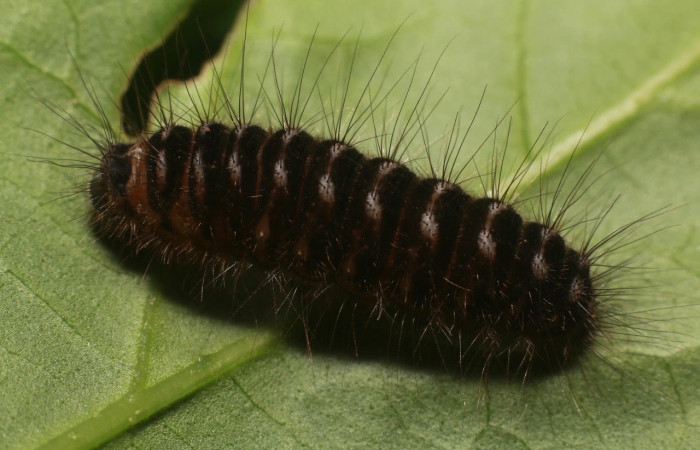 Figura 5. Larva <i>Methone noctula</i> (Riodinidae), posición lateral en la hoja de la planta <i>Spondias mombin</i> (Anacardiaceae). 20-SRNP-81161-DHJ755578.jpg.