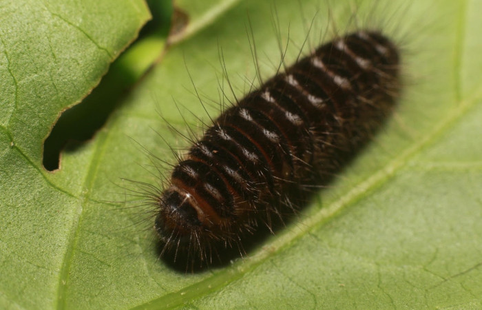 Figura 6. Larva <i>Methone noctula</i> (Riodinidae), posición dorsal en la hoja de la planta <i>Spondias mombin</i> (Anacardiaceae). 20-SRNP-81161-DHJ755579.jpg